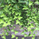 Image for article titled iPhone 6s Camera Review: Apple Is No Longer the King of Mobile Photos
